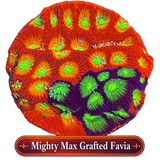 Mighty Max Grafted Favia