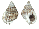 Nassarius Vibex