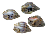Nassarius Vibex