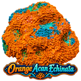 Orange Crush Acan Echinata