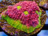 55 Piece Frags Pack