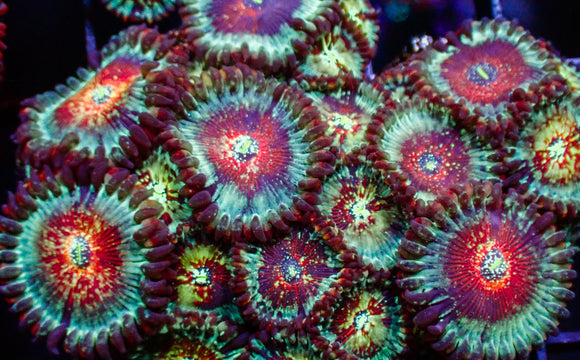 White Zombie Zoa Frag