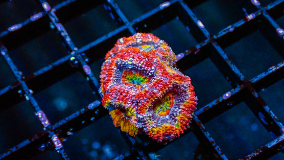 Blue Ring Rainbow Acan
