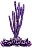 Candelabra Photosynthetic Gorg - Easy to keep