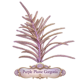 Purple Plume Photosynthetic Gorg - Easy to keep