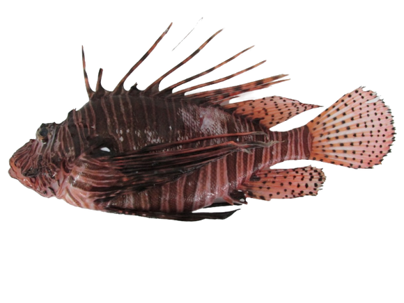 Miles Lionfish M