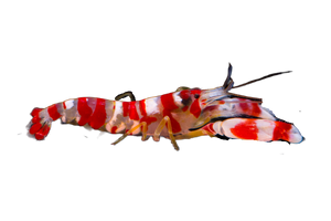 Candy Pistol Shrimp