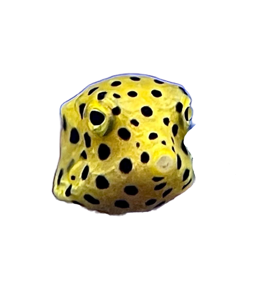 Yellow Boxfish SM