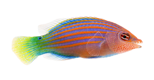 Six Line Wrasse