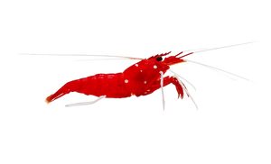 Blood Shrimp XL