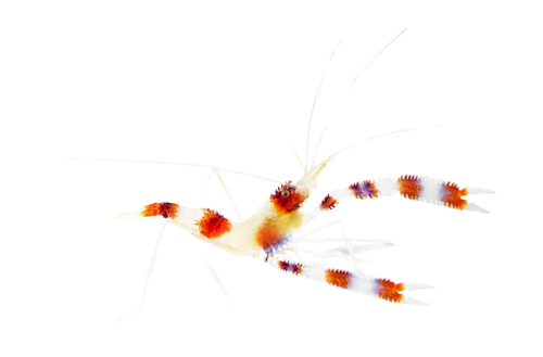 Coral Banded Shrimp