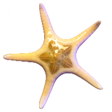 Double Starfish