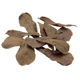 Fluval Betta Tropical Almond Leaves, 10-Pack