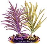 Purple Plume Photosynthetic Gorg - Easy to keep