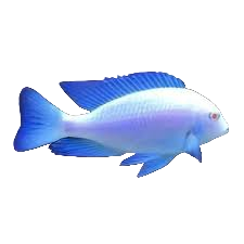 Albino Blue Dolphin cichlid