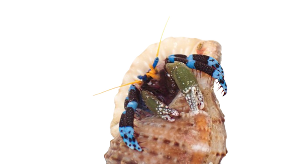 Electric Blue Knuckle Hermit Crab SHOW