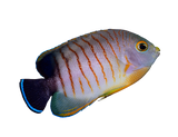 Eibli Angel M