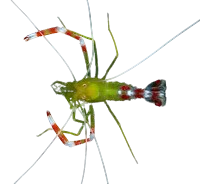 Gold Coral Banded Shrimp