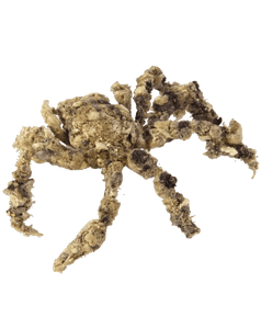 Spider Decorator Crab