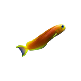 Yellow Midas Blenny M