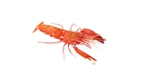 Japanese Red Pistol Shrimp