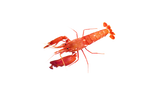 Japanese Red Pistol Shrimp