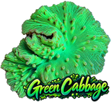 Neon Green Cabbage Colony