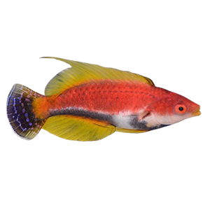 Whip Fin Fairy Wrasse Male