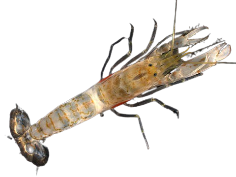 Black Gill Pistol Shrimp