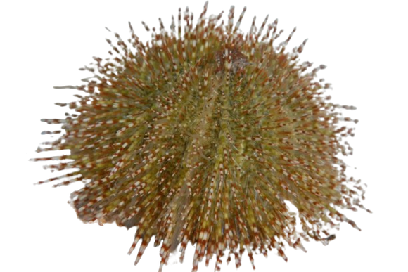 Green Urchin