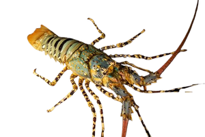 Ornated Spiny Lobster M