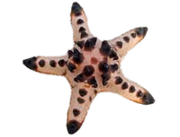 Chocolate Chip Sea Starfish M