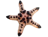 Chocolate Chip Sea Starfish M