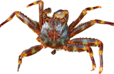 Sally Lightfoot Crab