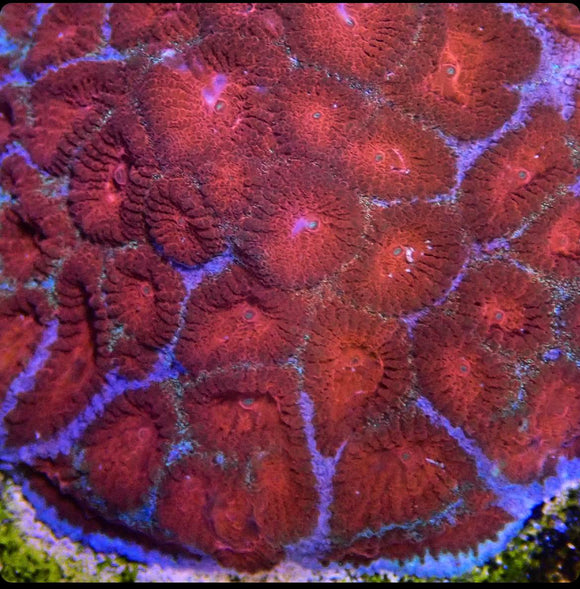 CC Blood Moon Favia (pre-order )