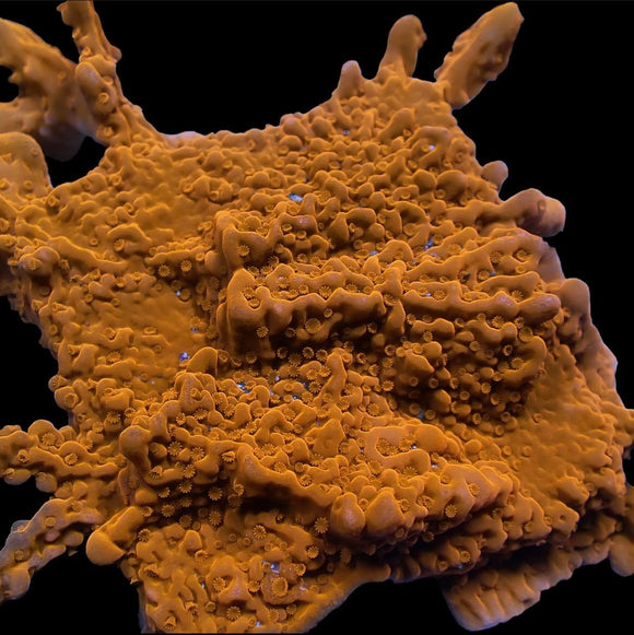 Montipora setosa (branching) (pre-order)