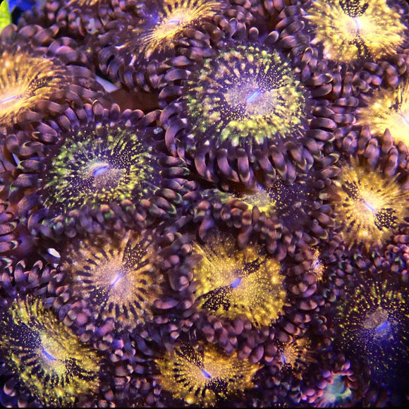 Pandora Palythoa (pre-order)