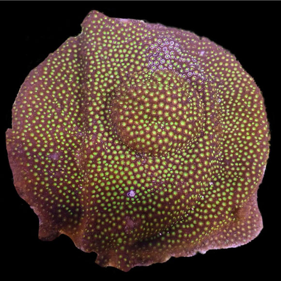 Berserker Stylocoeniella (pre-order)