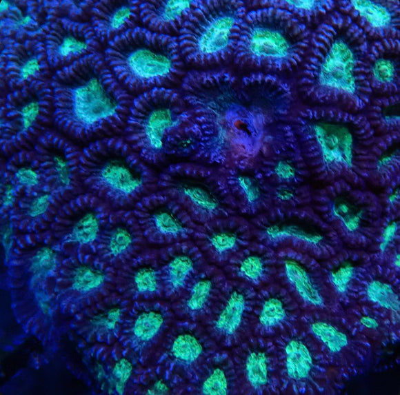 Purple with green centers favia (pre-order)