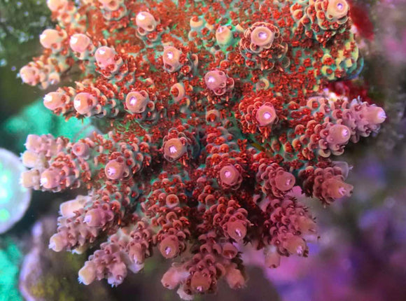 WWC Princess Peach Acropora (pre-order)