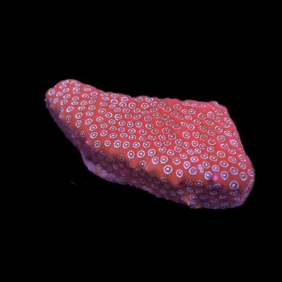 Darth Maul Porites (pre-order)