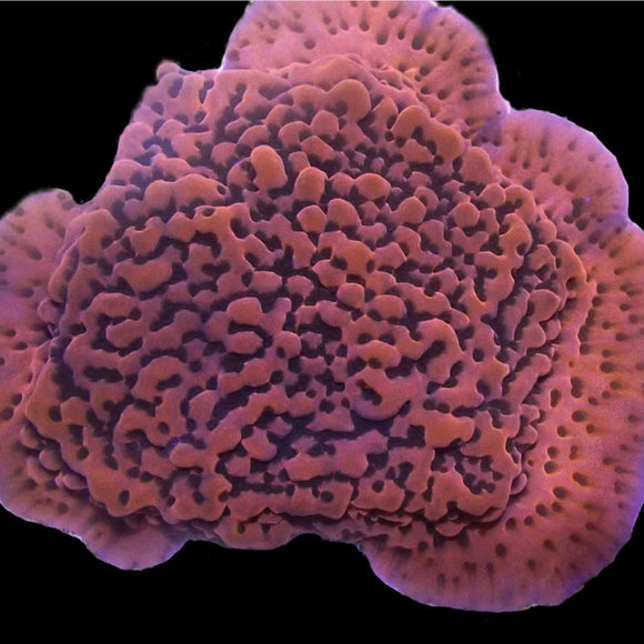 Pink Panther Palawanensis Montipora (pre-order)