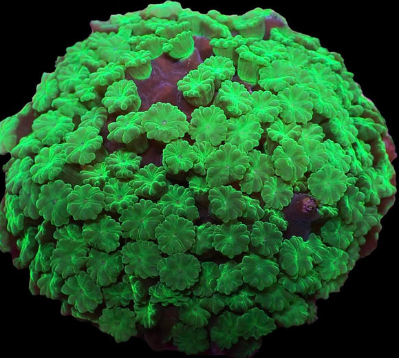 Green polyp Astreopora (pre-order)