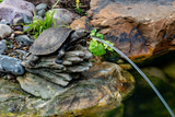 Aquascape Turtle On Log Spitter