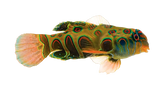Psychedelic Mandarin (Synchiropus picturatus) arrived June 24