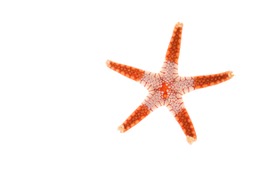 Necklace Starfish