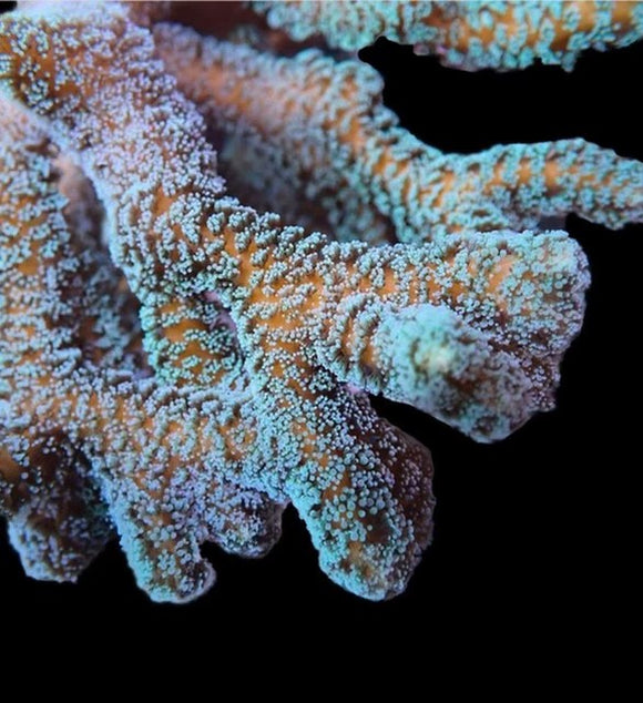 Teal Birdsnest (pre-order)