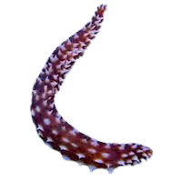 Tiger Tail Sea Cucumber (Holothuria hilla)