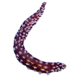 Tiger Tail Sea Cucumber (Holothuria hilla)
