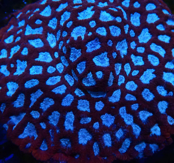 Odyssey Favia (pre-order)